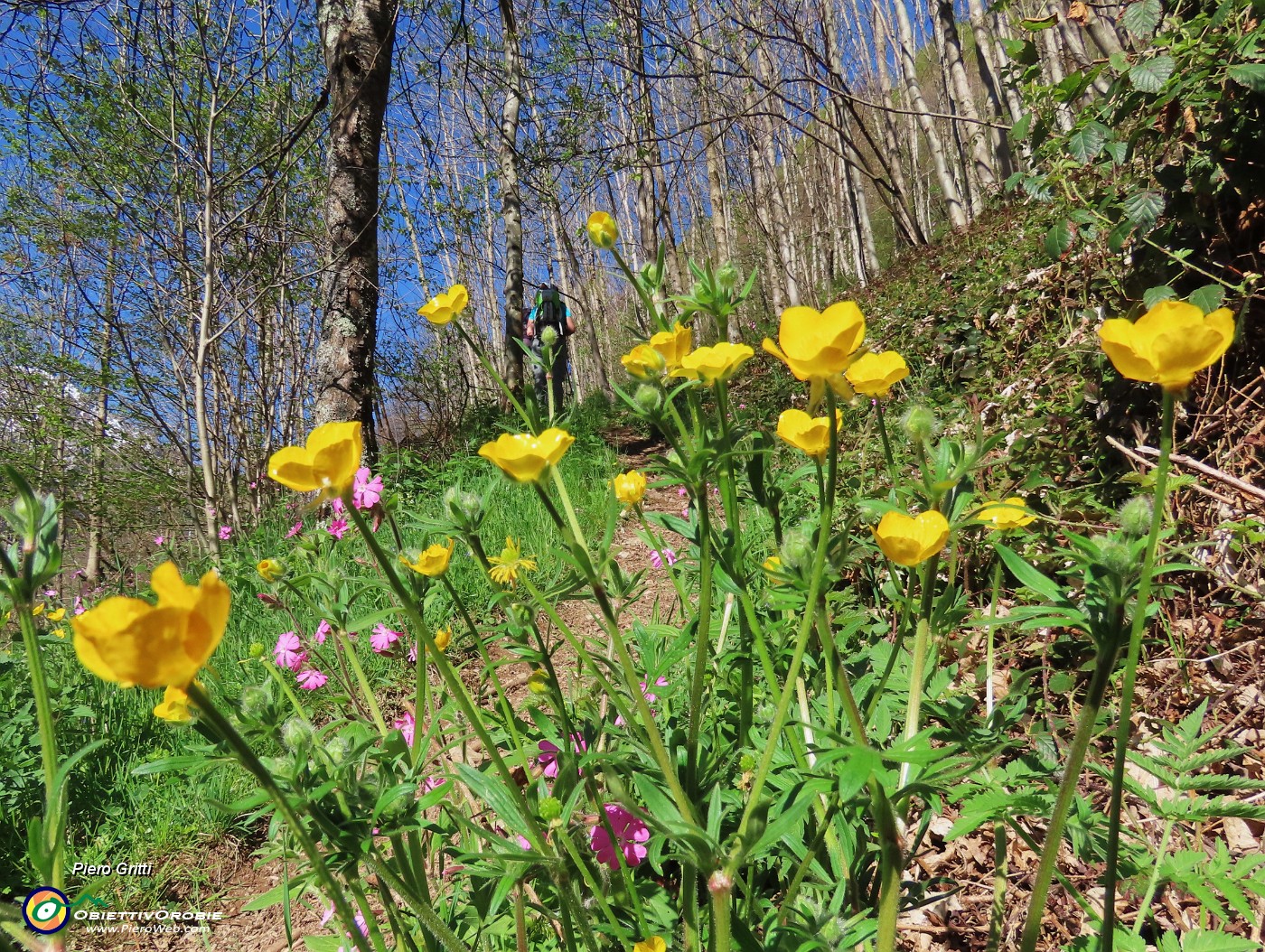 17 Ranuncolo giallo con Silene dioica rosa.JPG